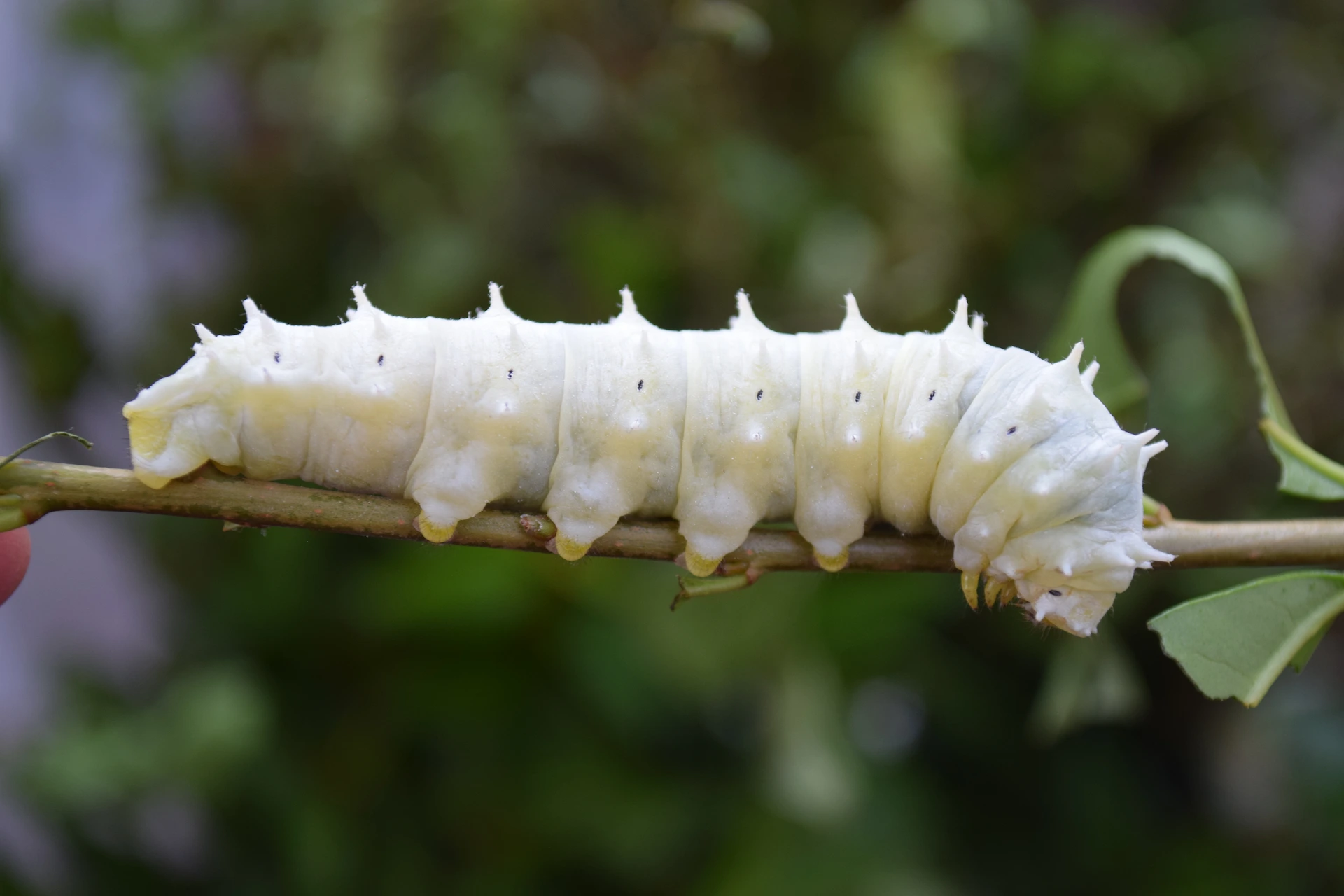 Caterpillar in the plant