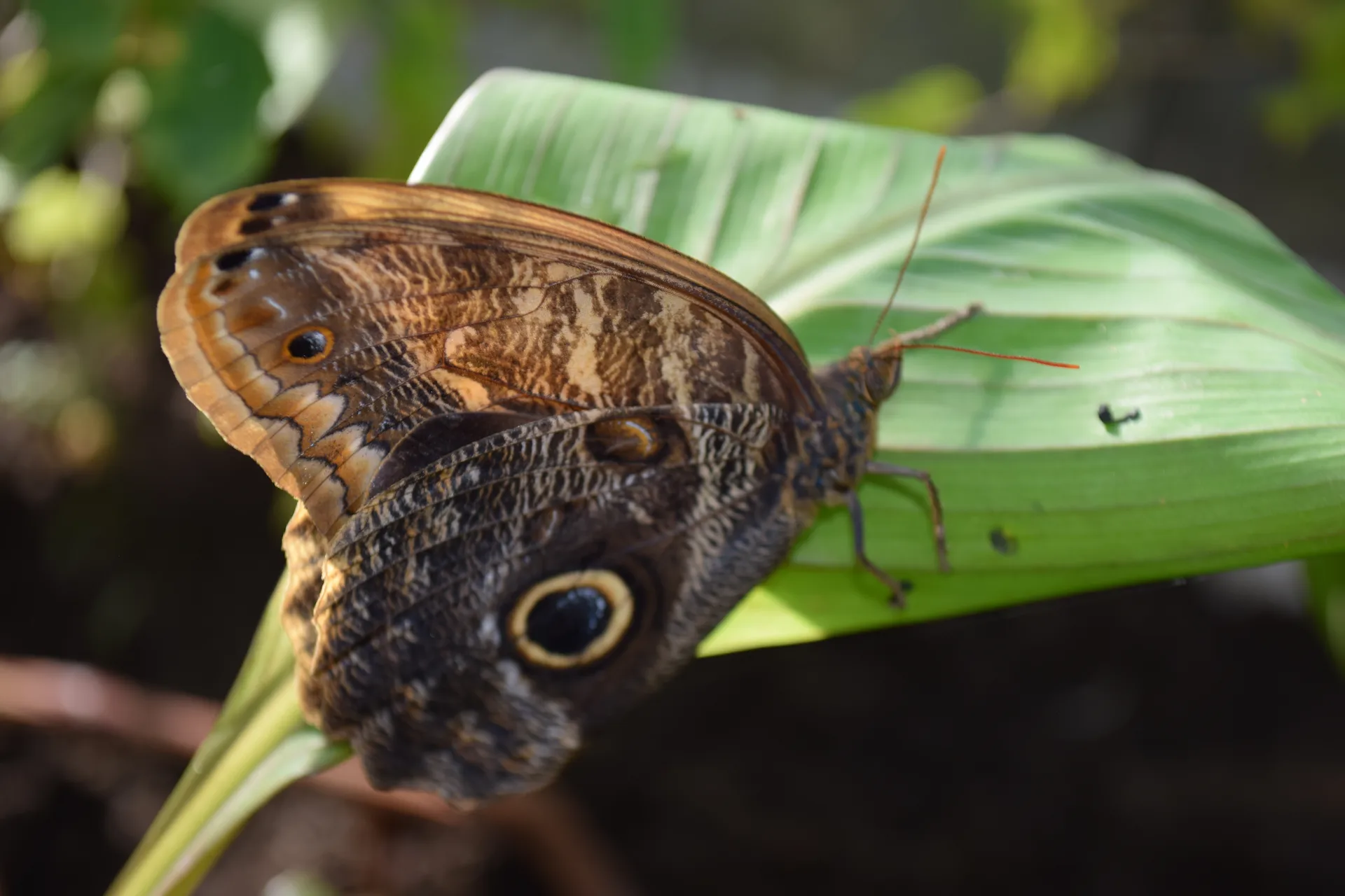 Beautiful butterfly 2